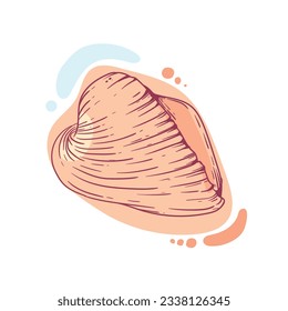 seashell outline illustration. Seashells vector set. Hand drawn illustrations of engraved line. Collection of realistic sketches various mollusk sea shells different forms. isolated white background.