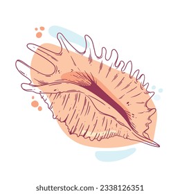 seashell outline illustration. Seashells vector set. Hand drawn illustrations of engraved line. Collection of realistic sketches various mollusk sea shells different forms. isolated white background.