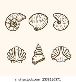 seashell outline illustration. Seashells vector set. Hand drawn illustrations of engraved line. Collection of realistic sketches various mollusk sea shells different forms. isolated white background.
