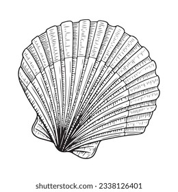 seashell outline illustration. Seashells vector set. Hand drawn illustrations of engraved line. Collection of realistic sketches various mollusk sea shells different forms. isolated white background.