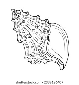 seashell outline illustration. Seashells vector set. Hand drawn illustrations of engraved line. Collection of realistic sketches various mollusk sea shells different forms. isolated white background.