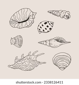 seashell outline illustration. Seashells vector set. Hand drawn illustrations of engraved line. Collection of realistic sketches various mollusk sea shells different forms. isolated white background.