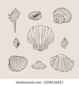 seashell outline illustration. Seashells vector set. Hand drawn illustrations of engraved line. Collection of realistic sketches various mollusk sea shells different forms. isolated white background.