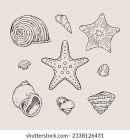 seashell outline illustration. Seashells vector set. Hand drawn illustrations of engraved line. Collection of realistic sketches various mollusk sea shells different forms. isolated white background.