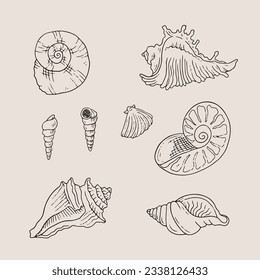 ilustración del contorno de la concha. Conjunto de vectores de cascos de mar. Ilustraciones dibujadas a mano de la línea grabada. Colección de bocetos realistas de varias conchas marinas de moluscos de diferentes formas. fondo blanco aislado.