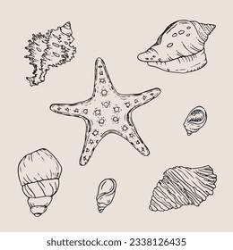 seashell outline illustration. Seashells vector set. Hand drawn illustrations of engraved line. Collection of realistic sketches various mollusk sea shells different forms. isolated white background.