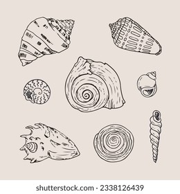 seashell outline illustration. Seashells vector set. Hand drawn illustrations of engraved line. Collection of realistic sketches various mollusk sea shells different forms. isolated white background.