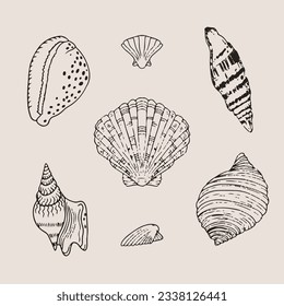 seashell outline illustration. Seashells vector set. Hand drawn illustrations of engraved line. Collection of realistic sketches various mollusk sea shells different forms. isolated white background.