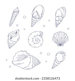 seashell outline illustration. Seashells vector set. Hand drawn illustrations of engraved line. Collection of realistic sketches various mollusk sea shells different forms. isolated white background.