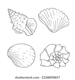 seashell outline illustration. Seashells vector set. Hand drawn illustrations of engraved line. Collection of realistic sketches various mollusk sea shells different forms. isolated white background.