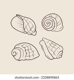 seashell outline illustration. Seashells vector set. Hand drawn illustrations of engraved line. Collection of realistic sketches various mollusk sea shells different forms. isolated white background.