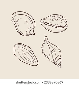 seashell outline illustration. Seashells vector set. Hand drawn illustrations of engraved line. Collection of realistic sketches various mollusk sea shells different forms. isolated white background.