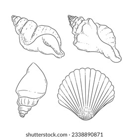 seashell outline illustration. Seashells vector set. Hand drawn illustrations of engraved line. Collection of realistic sketches various mollusk sea shells different forms. isolated white background.