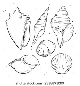 seashell outline illustration. Seashells vector set. Hand drawn illustrations of engraved line. Collection of realistic sketches various mollusk sea shells different forms. isolated white background.