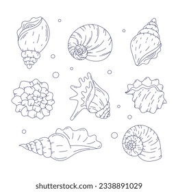seashell outline illustration. Seashells vector set. Hand drawn illustrations of engraved line. Collection of realistic sketches various mollusk sea shells different forms. isolated white background.