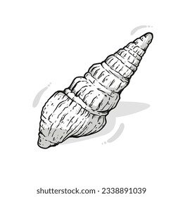 seashell outline illustration. Seashells vector set. Hand drawn illustrations of engraved line. Collection of realistic sketches various mollusk sea shells different forms. isolated white background.