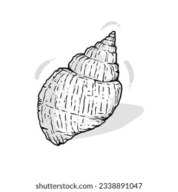 seashell outline illustration. Seashells vector set. Hand drawn illustrations of engraved line. Collection of realistic sketches various mollusk sea shells different forms. isolated white background.