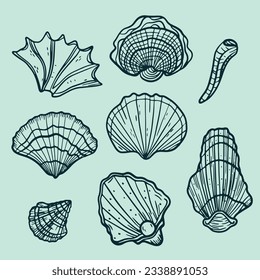 seashell outline illustration. Seashells vector set. Hand drawn illustrations of engraved line. Collection of realistic sketches various mollusk sea shells different forms. isolated white background.