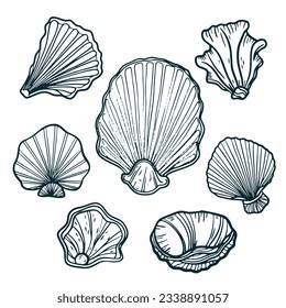 seashell outline illustration. Seashells vector set. Hand drawn illustrations of engraved line. Collection of realistic sketches various mollusk sea shells different forms. isolated white background.