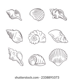 seashell outline illustration. Seashells vector set. Hand drawn illustrations of engraved line. Collection of realistic sketches various mollusk sea shells different forms. isolated white background.