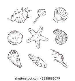 seashell outline illustration. Seashells vector set. Hand drawn illustrations of engraved line. Collection of realistic sketches various mollusk sea shells different forms. isolated white background.