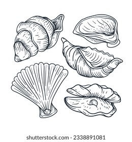 ilustración del contorno de la concha. Conjunto de vectores de cascos de mar. Ilustraciones dibujadas a mano de la línea grabada. Colección de bocetos realistas de varias conchas marinas de moluscos de diferentes formas. fondo blanco aislado.