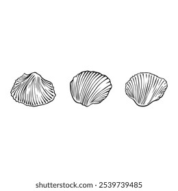 Ilustración de contorno de concha marina. Conjunto de Vector Seashells. Ilustraciones dibujadas a mano de línea grabada. Colección de bocetos realistas de varias conchas de mar de moluscos de diferentes formas. fondo blanco aislado.