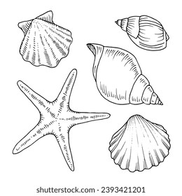 Seashell outline set. Vector illustration of sea conch and starfish. Hand drawn graphic clipart of shell. Linear drawing on isolated background. Black contour line art of scallop and clam