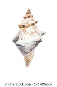 Seashell painted in watercolor in vector on a white background