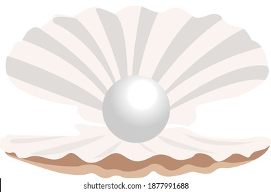 Seashell pearl, illustration, vector on white background