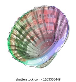 seashell scallop on white background
