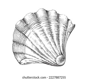 Seashell scallop sketch hand drawn engraving style Underwater animals Vector illustration