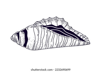 seashell sea icon isolated design