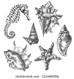 Seashell, sea shell. Hand drawn seashell marine engraving illustration on white background. Vintage mollusk etch sketch drawing.Marine background.