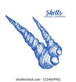Seashell, sea shell, nature sea ocean wild aquatic underwater vector set. Sea shell Hand drawn seashell marine engraving illustration on background. 