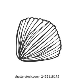 Seashell, sea shell, nature ocean aquatic underwater vector. Hand drawn Seashell marine engraving illustration