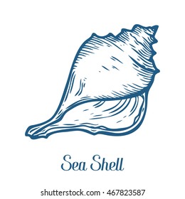 Seashell, sea shell, nature ocean aquatic underwater vector. Hand drawn marine engraving illustration on white background