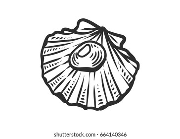 Seashell, sea shell, nature ocean aquatic underwater vector. Hand drawn marine engraving illustration on white background. Seafood clam animal.