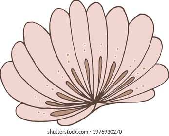 seashell sea vector isolated hand drawing sketch beige