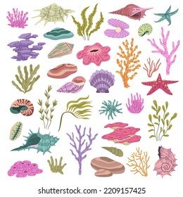 Seashell seaweeds corals. Color underwater conches, hawaii beach elements, reefs wildlife, beautiful ocean nature, shell and starfish, aquarium decorations tidy vector hand drawn isolated set