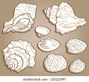 Seashell set. Hand drawn illustration in vintage style