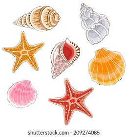 Seashell set - Illustration