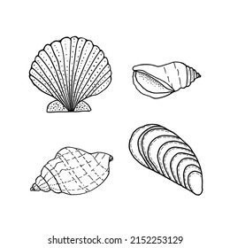 Seashell set. Nature ocean aquatic underwater vector seashells