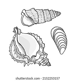 Seashell set. Nature ocean aquatic underwater vector seashells