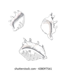 The seashell. The shell at different angles.