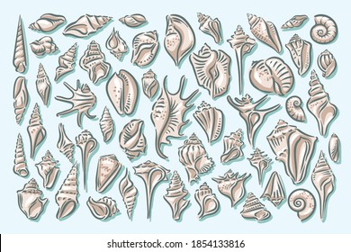 Seashell, shell, sea, mollusk, shellfish, nautical illustration