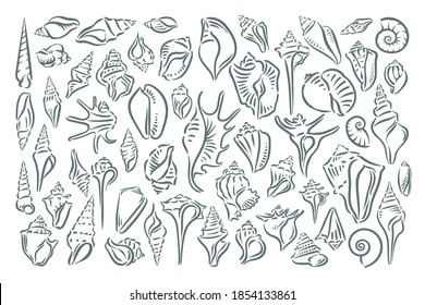 Seashell, shell, sea, mollusk, shellfish, nautical illustration