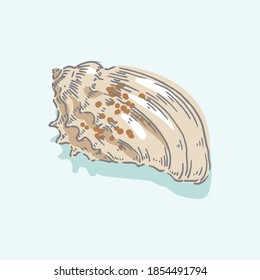 Seashell, shell, sea, mollusk, shellfish, nautical illustration