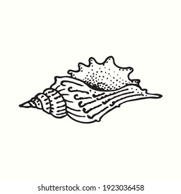 Seashell side view. Ink black and white doodle drawing in woodcut outline style. Vector illustration