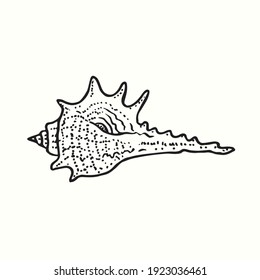 Seashell side view. Ink black and white doodle drawing in woodcut outline style. Vector illustration